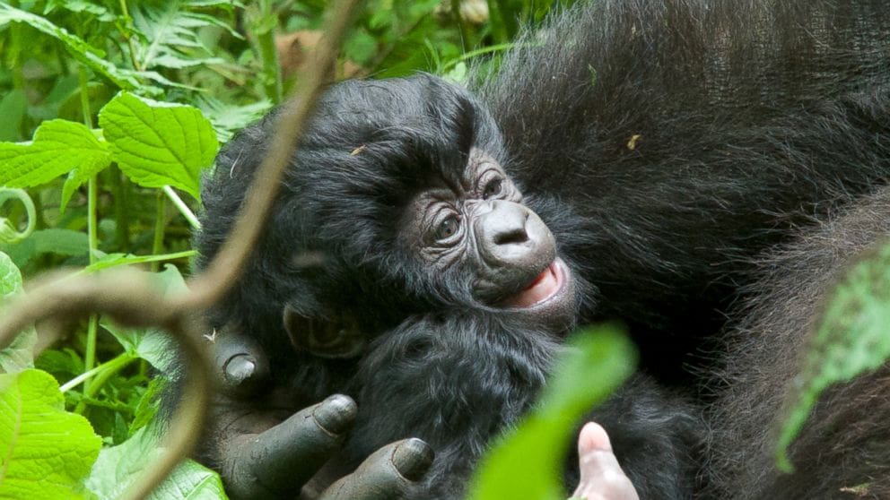 Featured image for Adopting a Gorilla Every Month