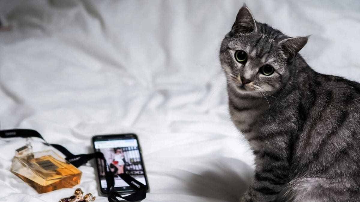 Featured image for Cutting-Edge AI App Detects Cat Pain – A Telecommunications Breakthrough in Japan!