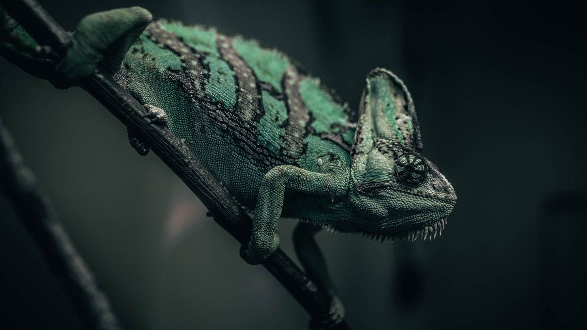 Featured image for Protecting Your Android Phone from the Chameleon Trojan that Drains Your Bank Account