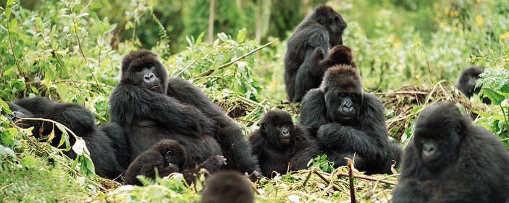 Featured image for The Deaths of Gorillas from Smartphones
