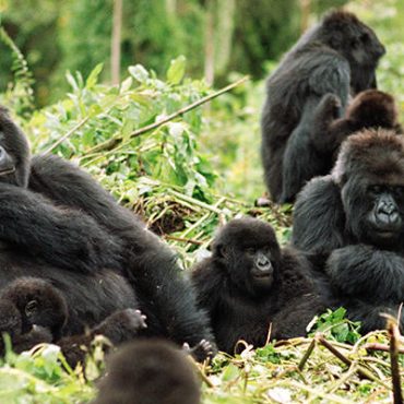 mountain-gorilla-ARTICLE-PAGE